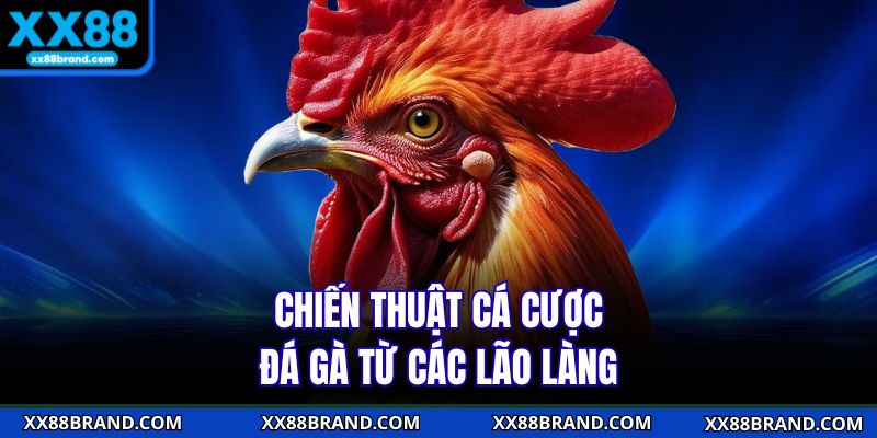 Chiến thuật cá cược đá gà từ các lão làng Chiến thuật cá cược đá gà từ các lão làng